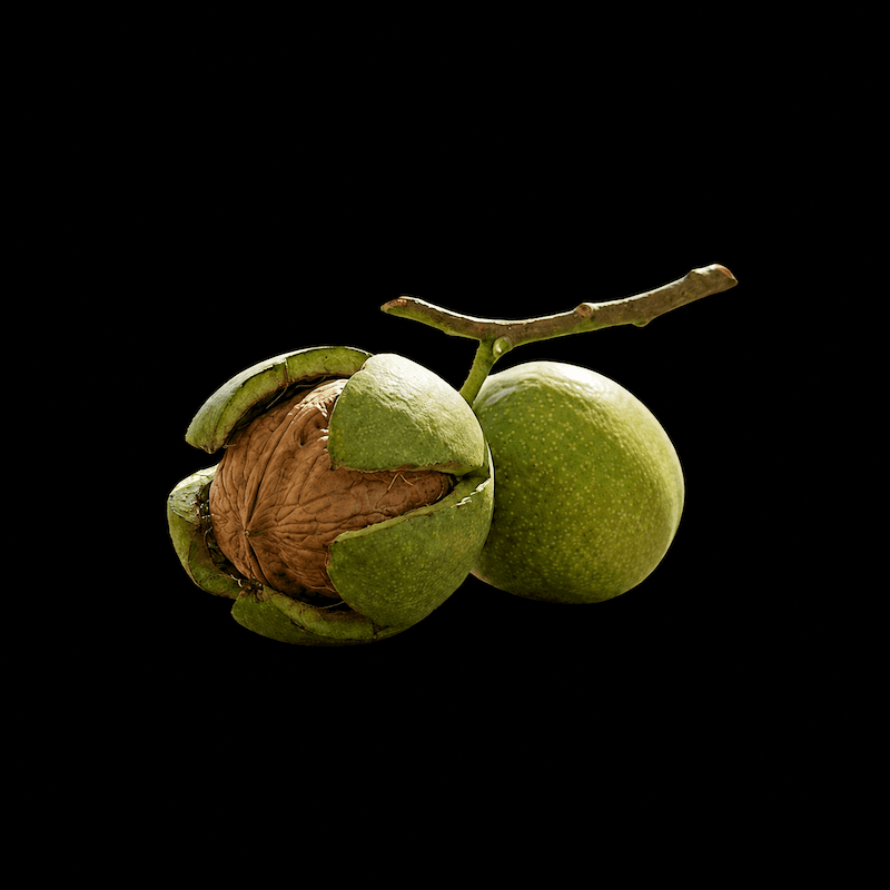 Fresh Green Walnut